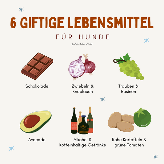 6 Alltägliche Lebensmittel, die deinem Hund das Leben kosten könnten!